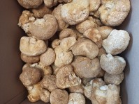 Купить їжовик гребінчастий
